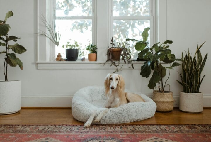Verwijder hondenurine effectief uit tapijt