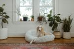 Een hond met lange vacht ligt op een donzig wit bed, omgeven door verschillende potplanten voor een raam, waardoor er ook bij klussen als hondenurine uit tapijt verwijderen een serene ruimte ontstaat.