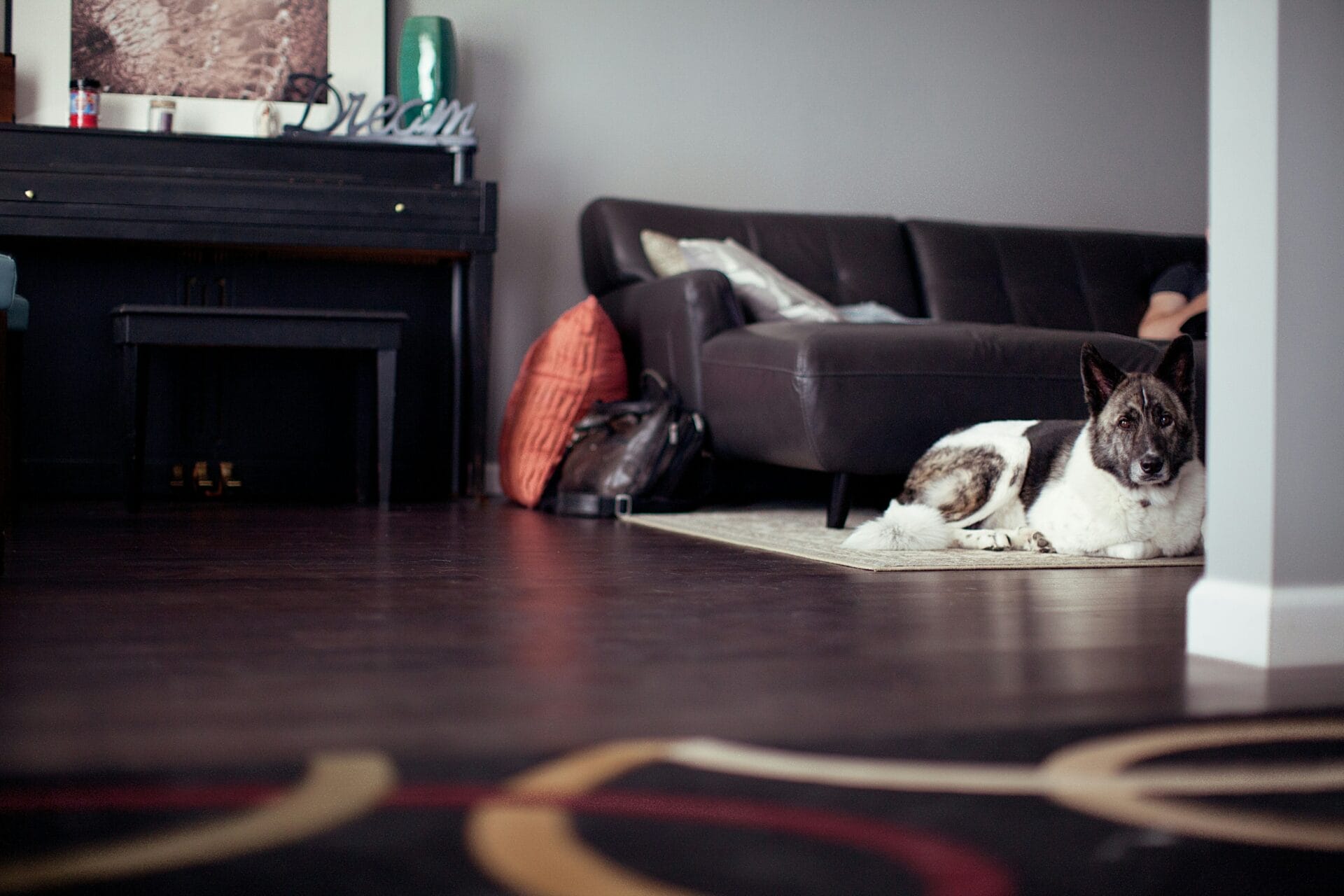 Een hond ligt op een kleed in een woonkamer met een bruine bank, een rugzak en een piano met het woord "Dream" erop. Het vloerkleed stinkt lichtjes, wat een onverwacht tintje geeft aan het gezellige tafereel.