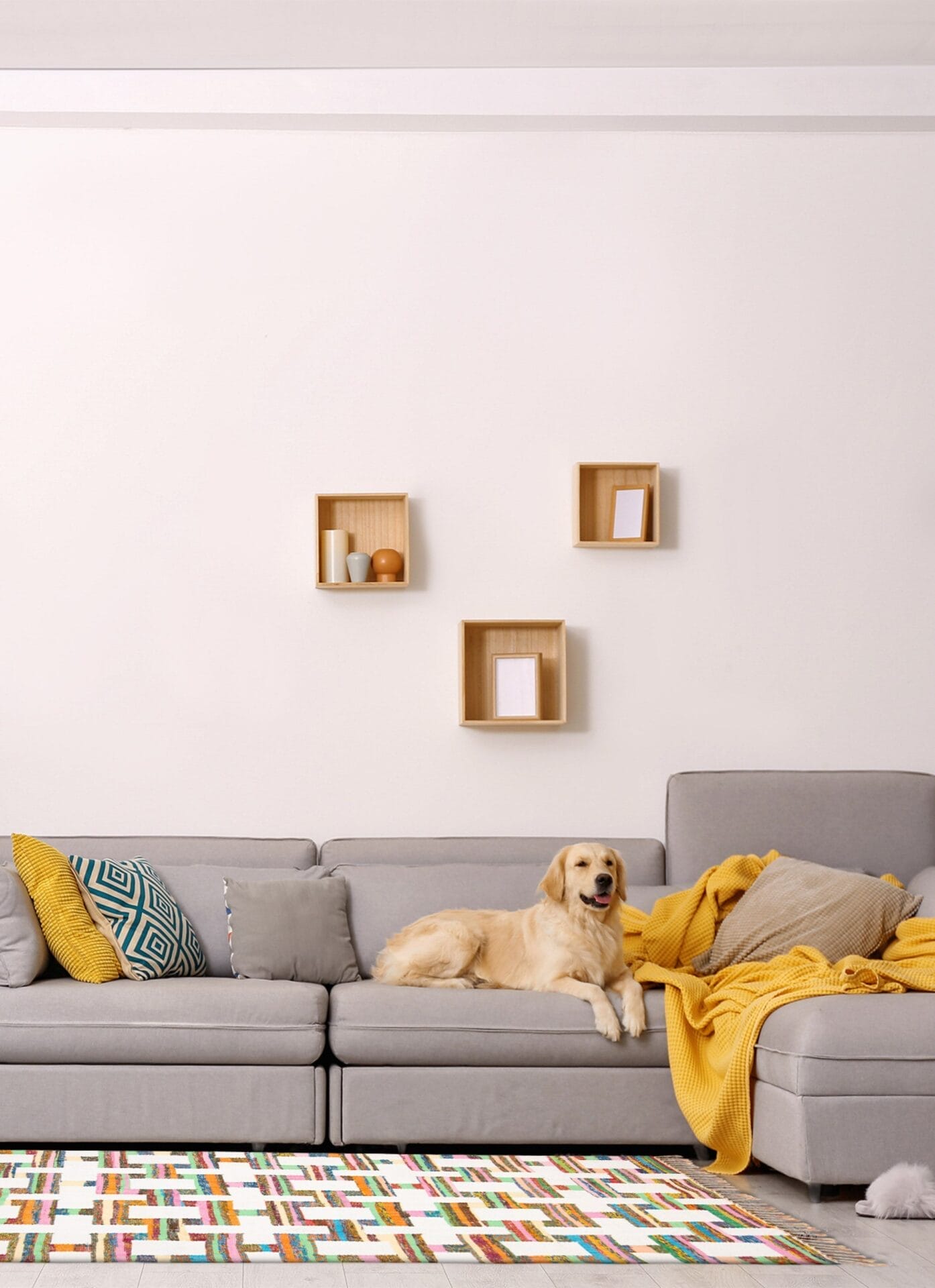 Een golden retriever ligt op een grijze zitbank versierd met kleurrijke kussens en een gele deken. Aan de muur boven de bank zijn drie houten planken met kleine decoritems gemonteerd, terwijl een zacht tapijt warmte toevoegt aan de vloer eronder.